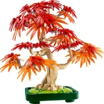 10348 - Bonsaï dérable rouge du japon