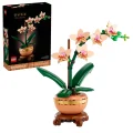 orchidee miniature 10343