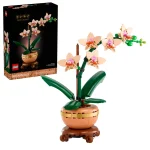 orchidee miniature 10343