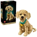 Le chiot Golden Retriever - 11384