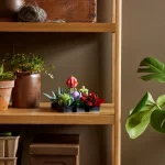 Les succulentes - 10309