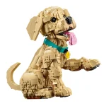 Le chiot Golden Retriever - 11384