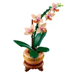 orchidee miniature 10343