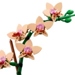 orchidee miniature 10343