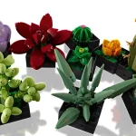 Les succulentes - 10309