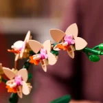 orchidee miniature 10343