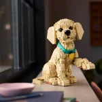Le chiot Golden Retriever - 11384