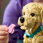 Le chiot Golden Retriever - 11384