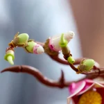 LEGO Collection Botanique Branches de magnolia - 11510