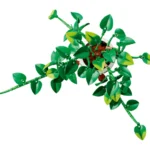 Pothos doré tombant - image 3