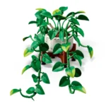 Pothos doré tombant - image 4